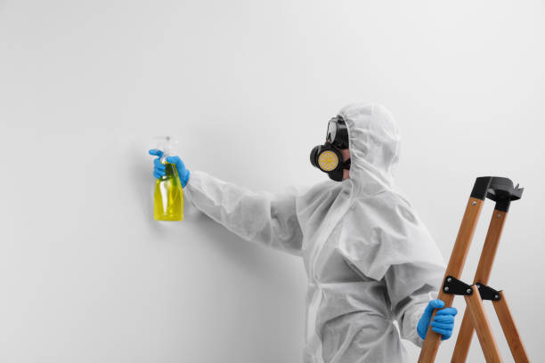  , USA Mold Removal Services Pros